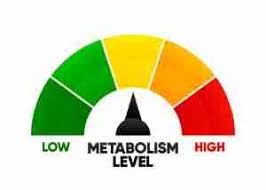 Understanding the Role of Metabolism in Weight Management